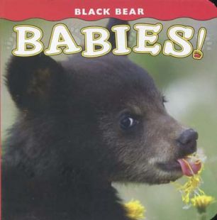 Black Bear Babies